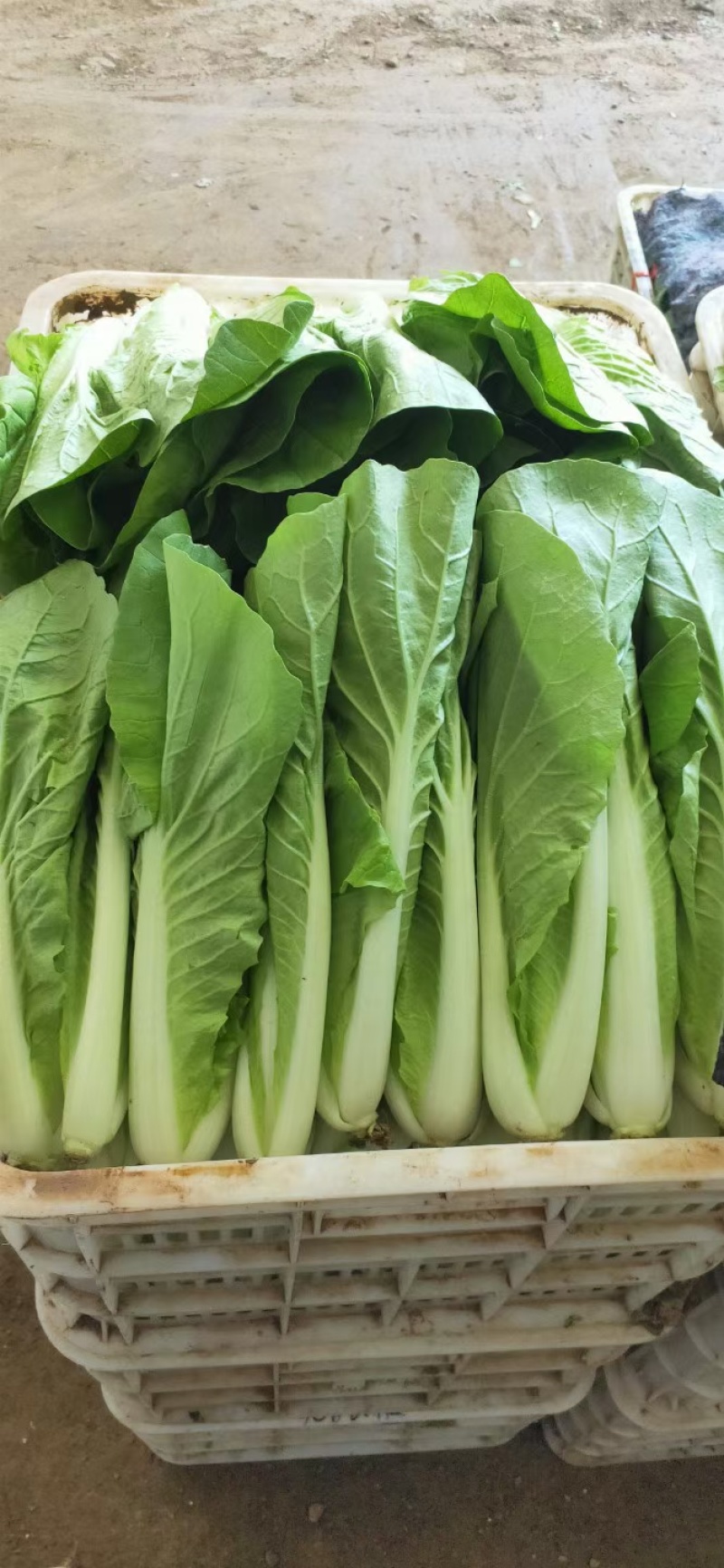 【奶白菜】聊城奶白菜产地供货无黄叶我虫眼烧边病虫害冷库打冷
