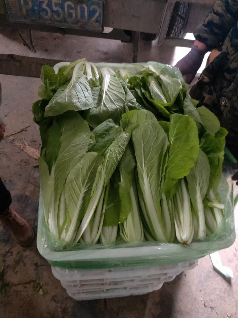 【奶白菜】聊城奶白菜产地供货无黄叶我虫眼烧边病虫害冷库打冷