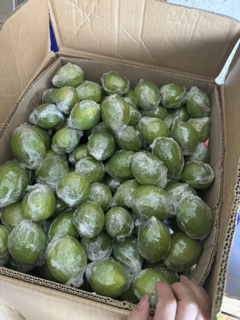 广东香水柠檬