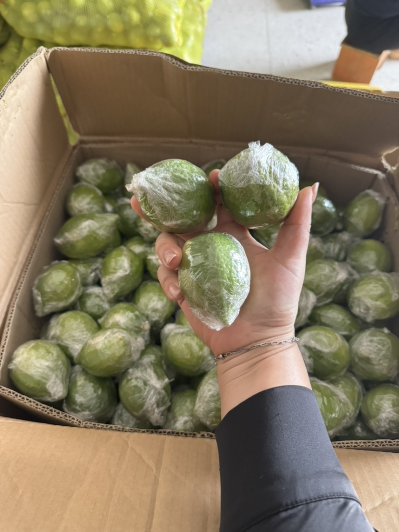 广东香水柠檬