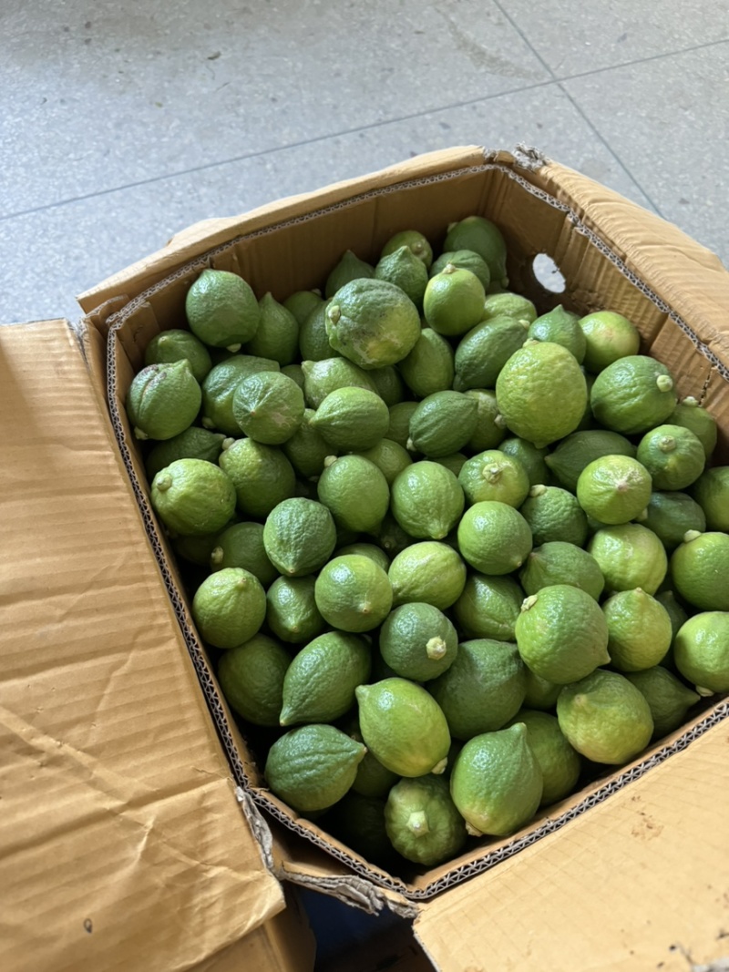 广东香水柠檬二级果