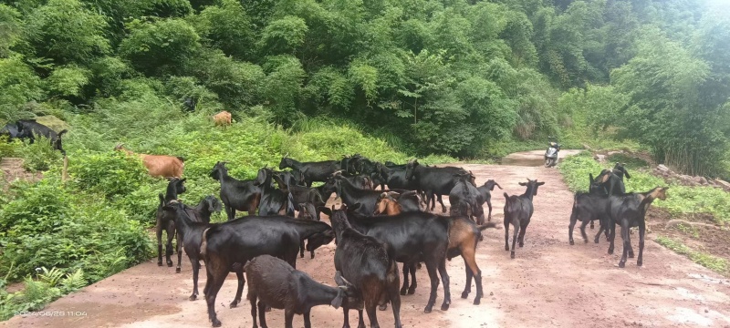 放养羊