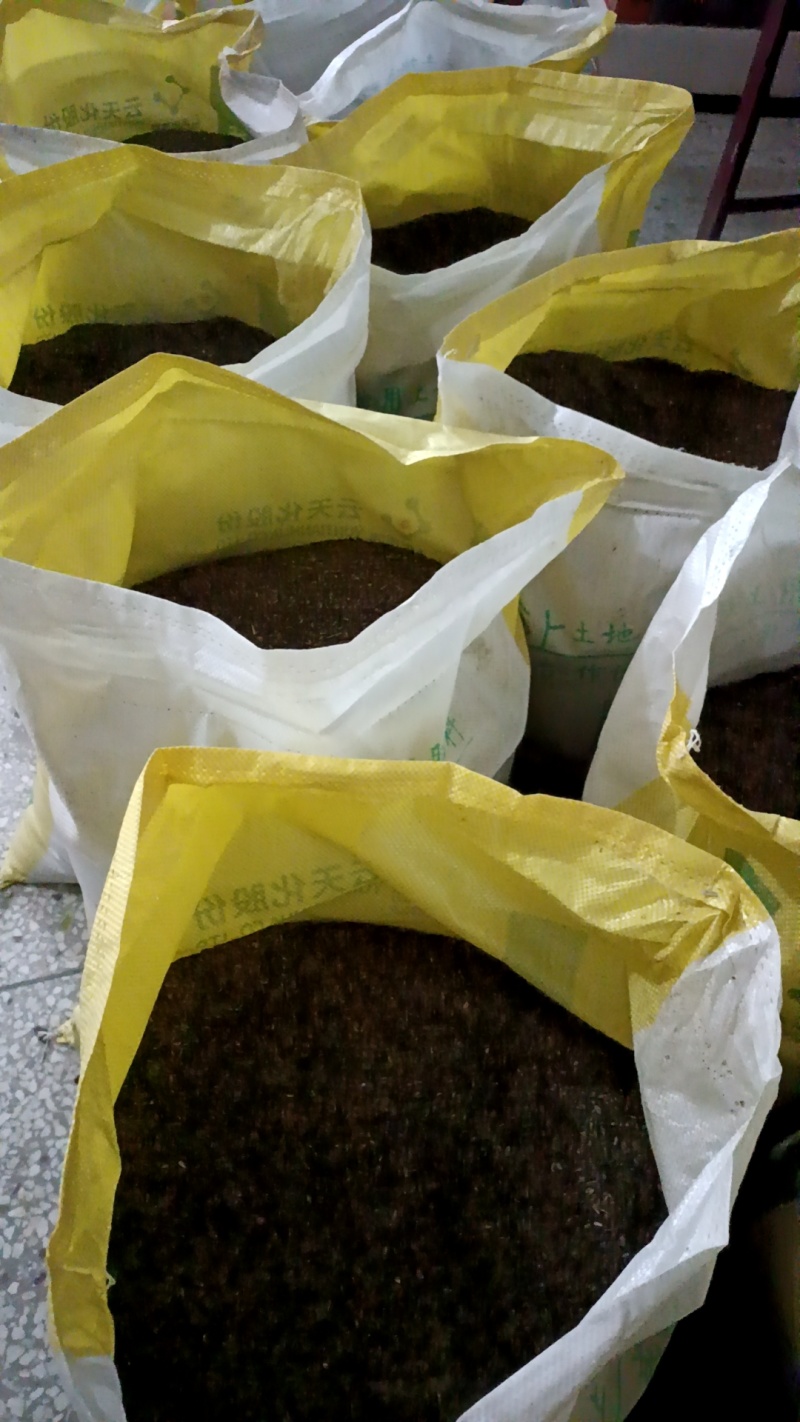 精品13-20公分皂角树大量有货欢迎老板来电咨询