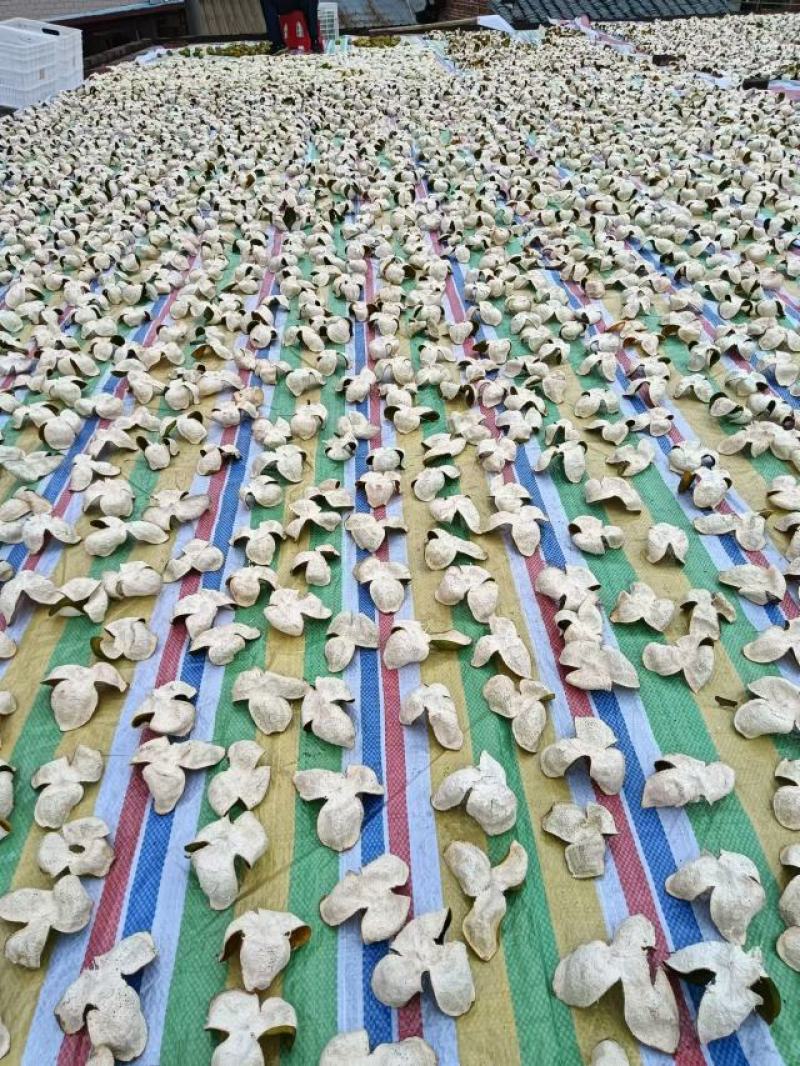 新会陈皮