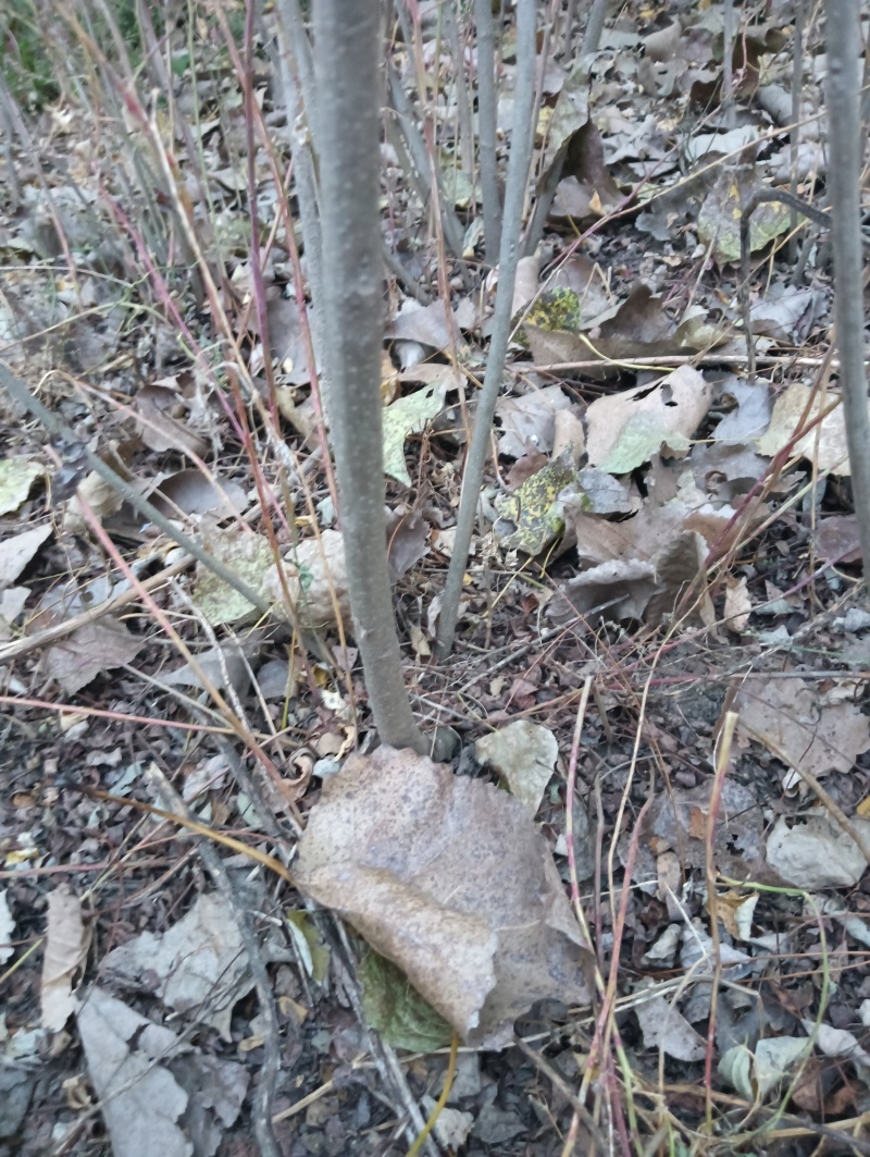 紫穗槐/河南商丘民权基地种植/对接全国采购商