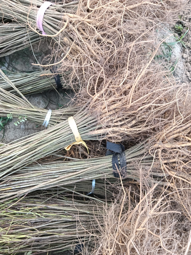 紫穗槐/河南商丘民权基地种植/对接全国采购商