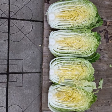 黄心白菜
