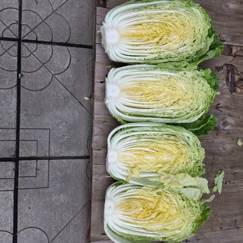 黄心白菜