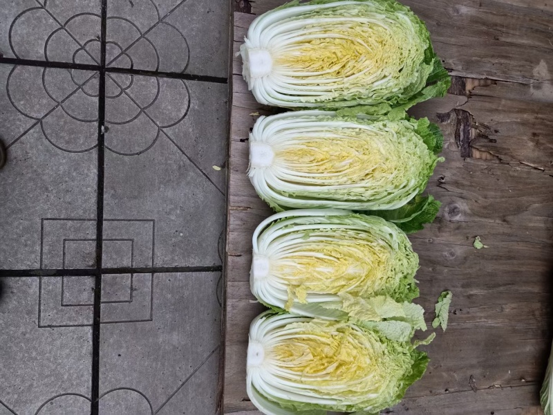 黄心白菜
