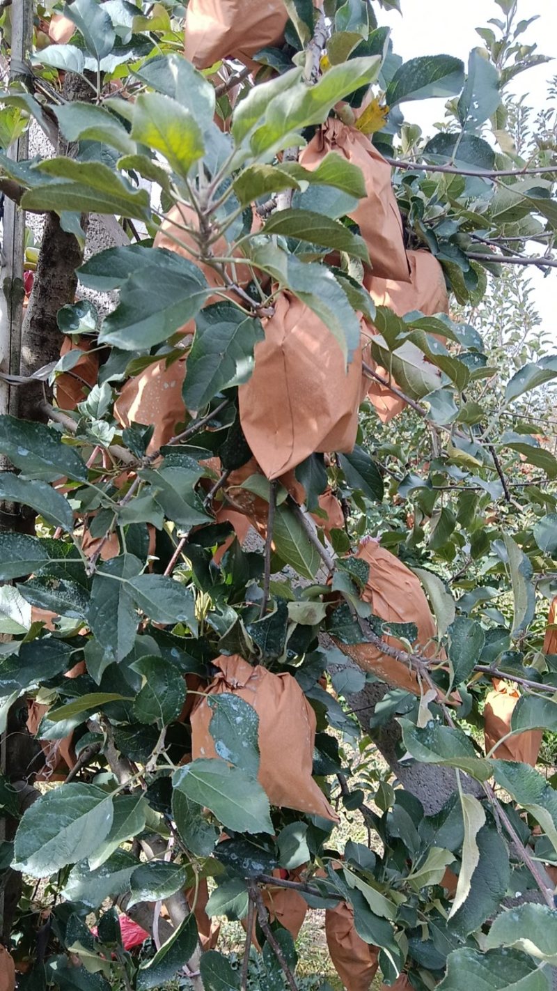 奶油富士高次果山东青岛质量好价格低糖度高