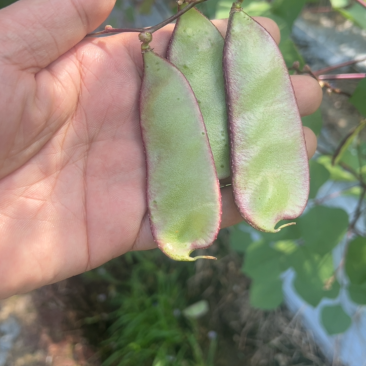 精品红扁豆雪豆紫扁豆一边红扁豆基地直发