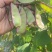 精品红扁豆雪豆紫扁豆一边红扁豆基地直发