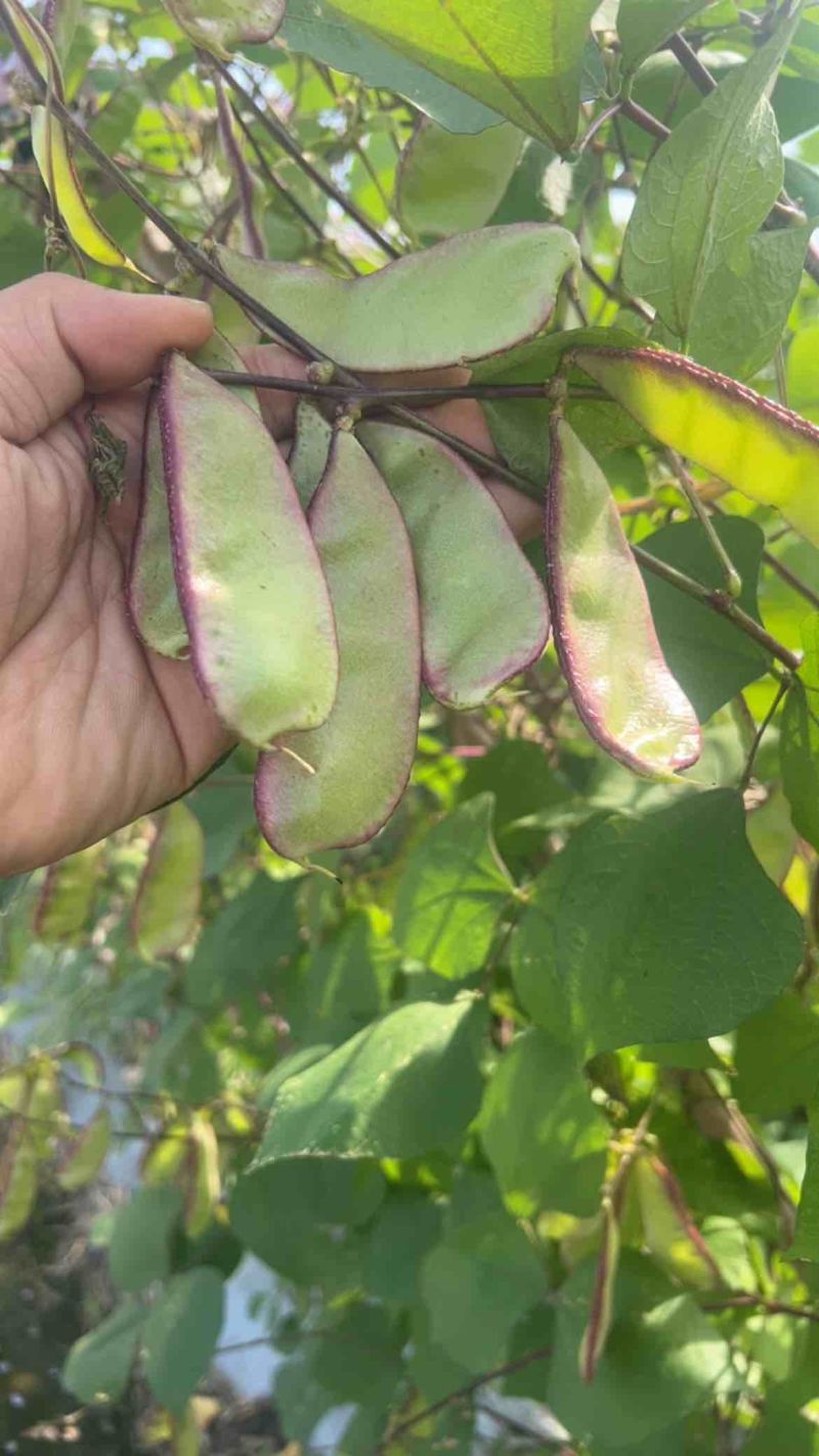 精品红扁豆雪豆紫扁豆一边红扁豆基地直发
