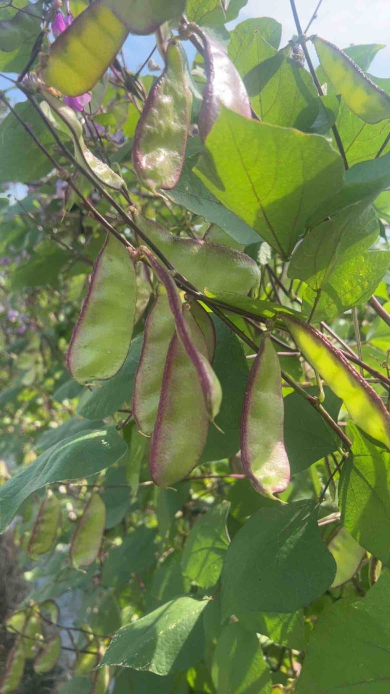 精品红扁豆雪豆紫扁豆一边红扁豆基地直发