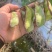 精品红扁豆雪豆紫扁豆一边红扁豆基地直发