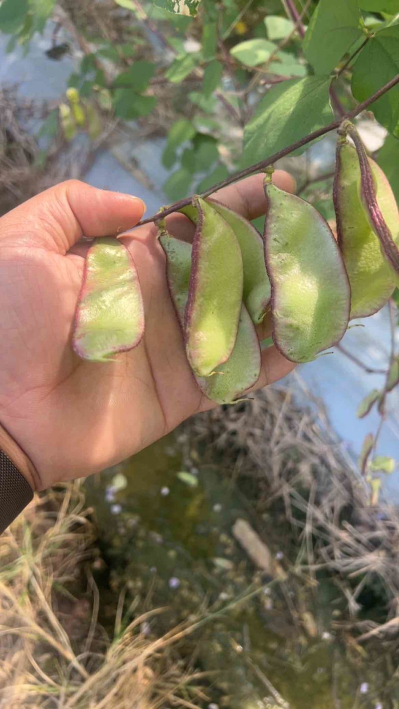 精品红扁豆雪豆紫扁豆一边红扁豆基地直发