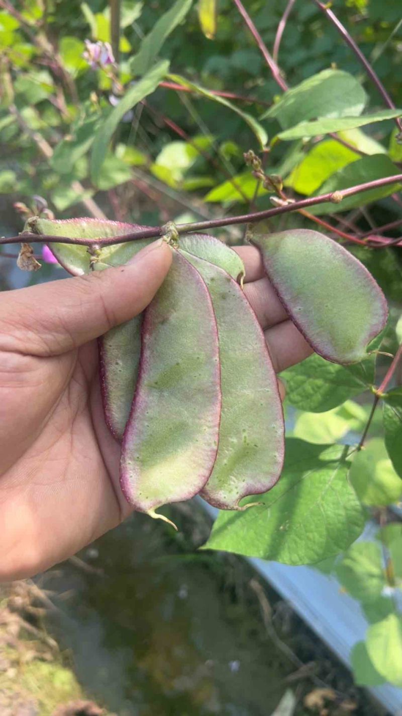 精品红扁豆雪豆紫扁豆一边红扁豆基地直发
