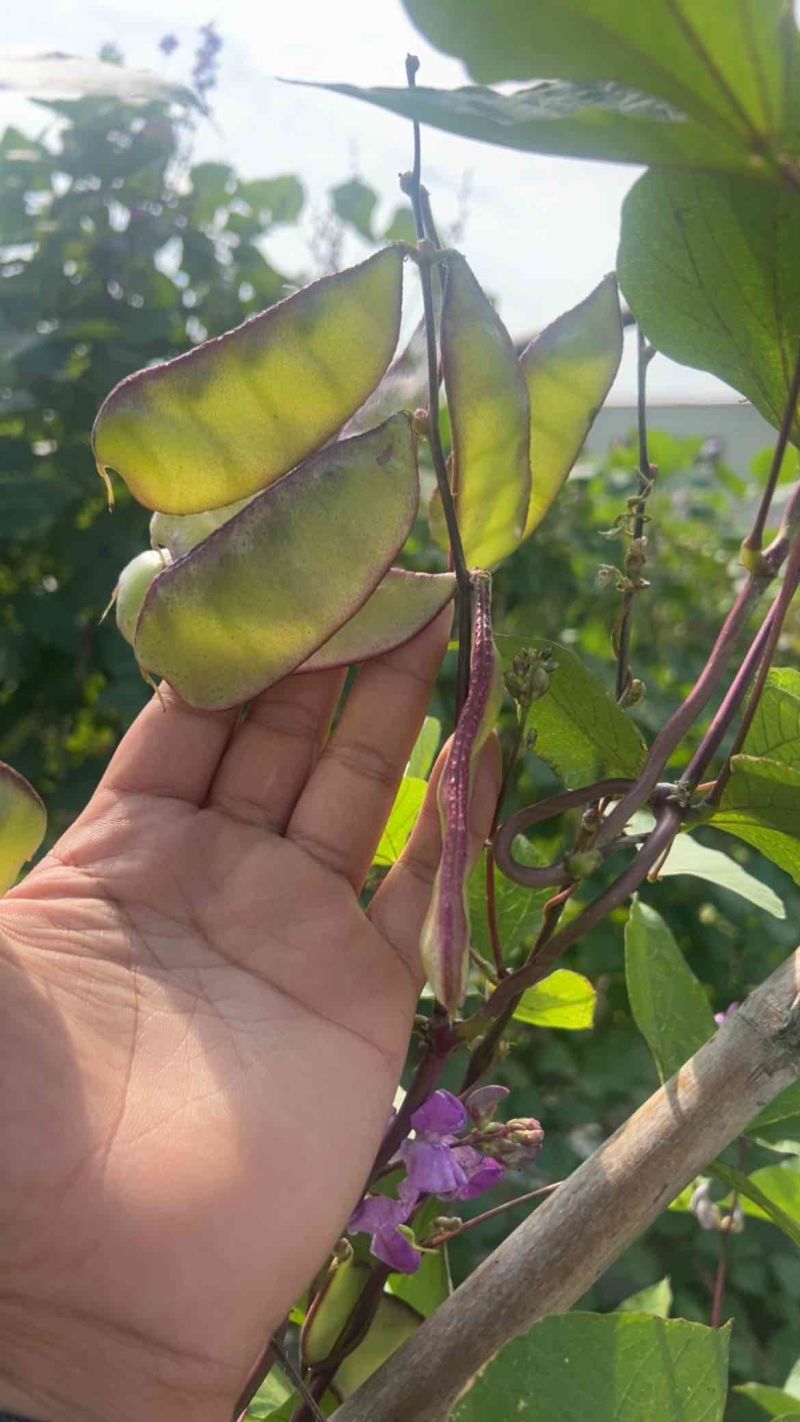 精品红扁豆雪豆紫扁豆一边红扁豆基地直发