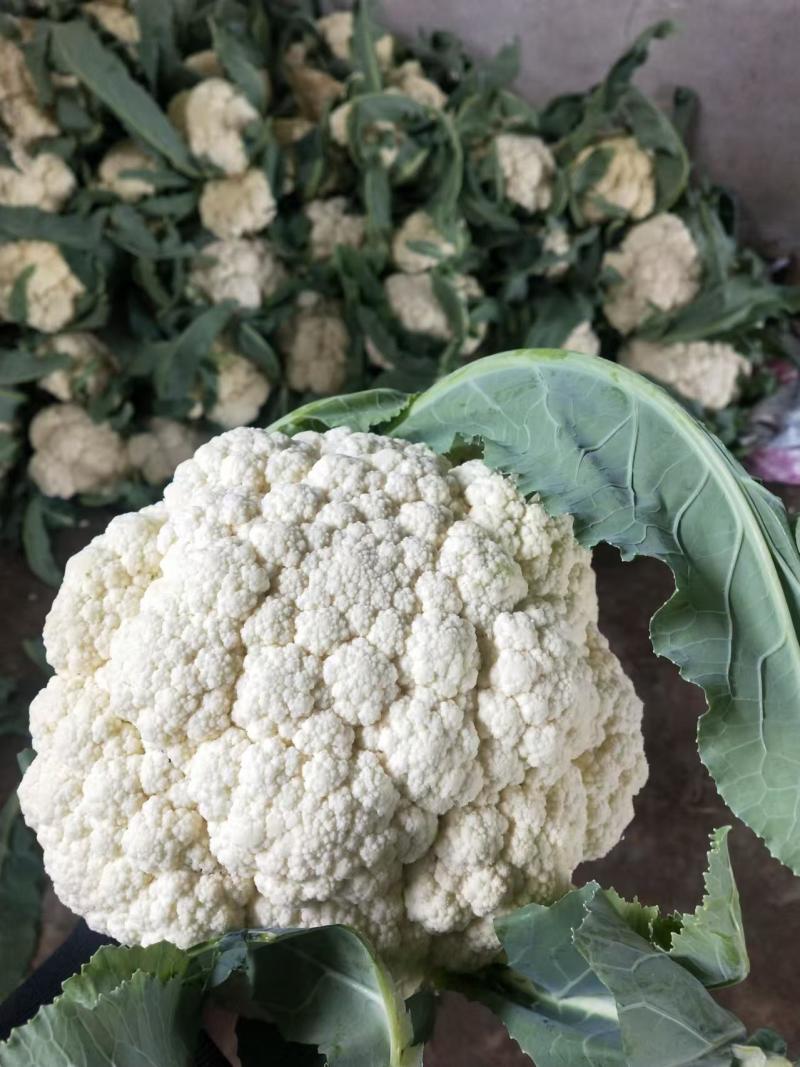 青梗精品有机花菜货源足，全国发货质量好，支持视频看货