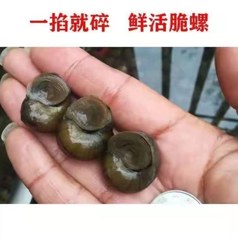脆螺钓鱼螺钓青鱼钓场传供规格齐全欢迎咨询