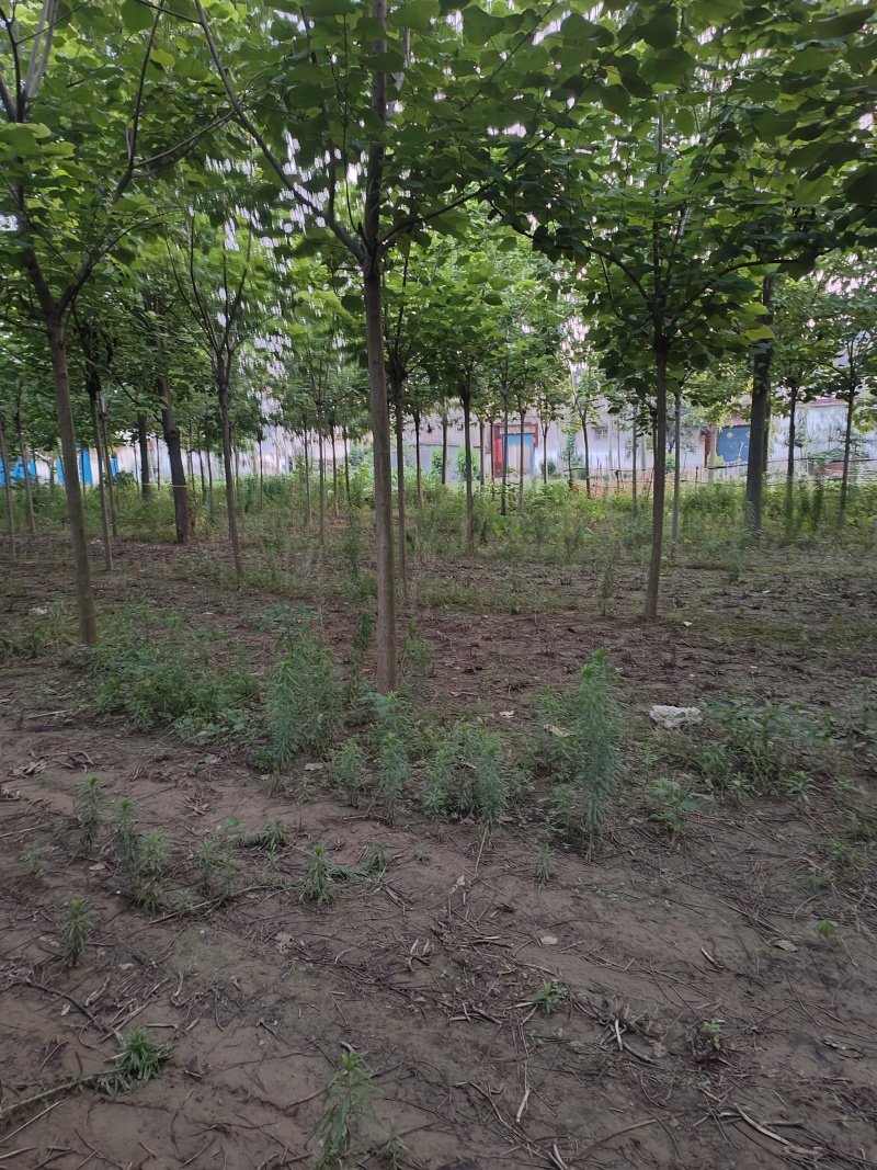 秋树梓树苗