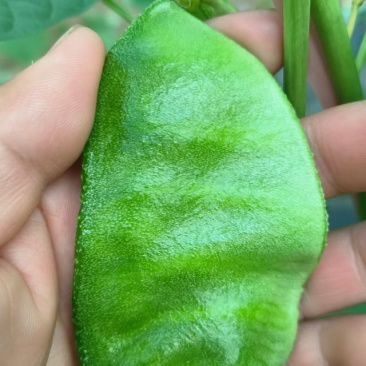 精品梅豆，扁豆
