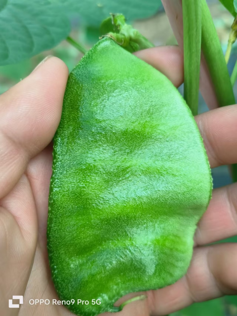 精品梅豆，扁豆