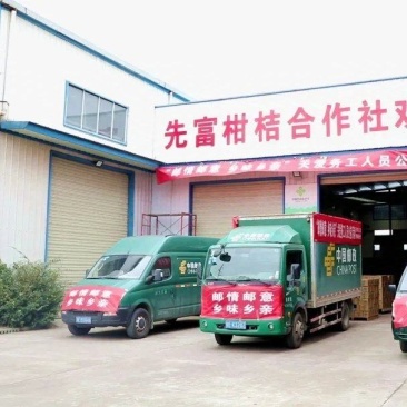 【实力推荐】精选纽荷尔脐橙基地直销质量保证可对接电商社