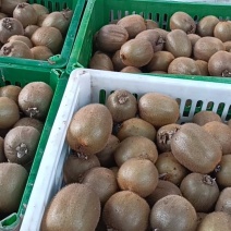 陕西宝鸡眉县海沃得弥猴桃质量上乘