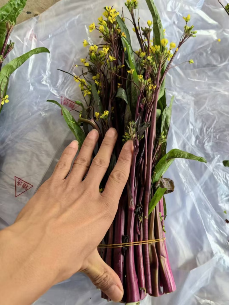 红菜苔