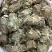 批发零售中药材金钱草新货一斤起发量大从优