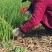 二红洋葱苗现挖现发，无土无杂质，红皮洋葱苗子提供种技术