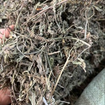 车前草批发零售中药材一斤起发量大从优一件代发