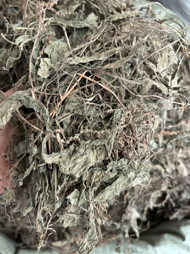 车前草批发零售中药材一斤起发量大从优一件代发