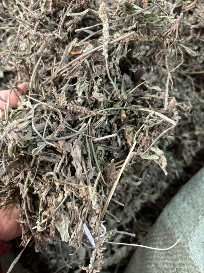 车前草批发零售中药材一斤起发量大从优一件代发