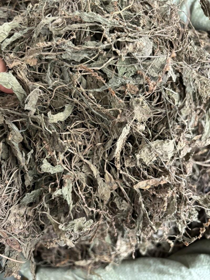 车前草批发零售中药材一斤起发量大从优一件代发