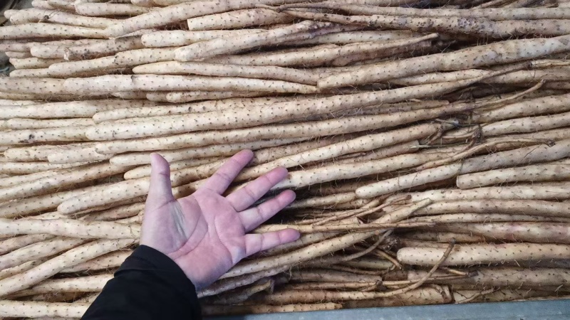 小白嘴山药网袋箱货新鲜当季农家现挖蔬菜山药粉糯河北特产