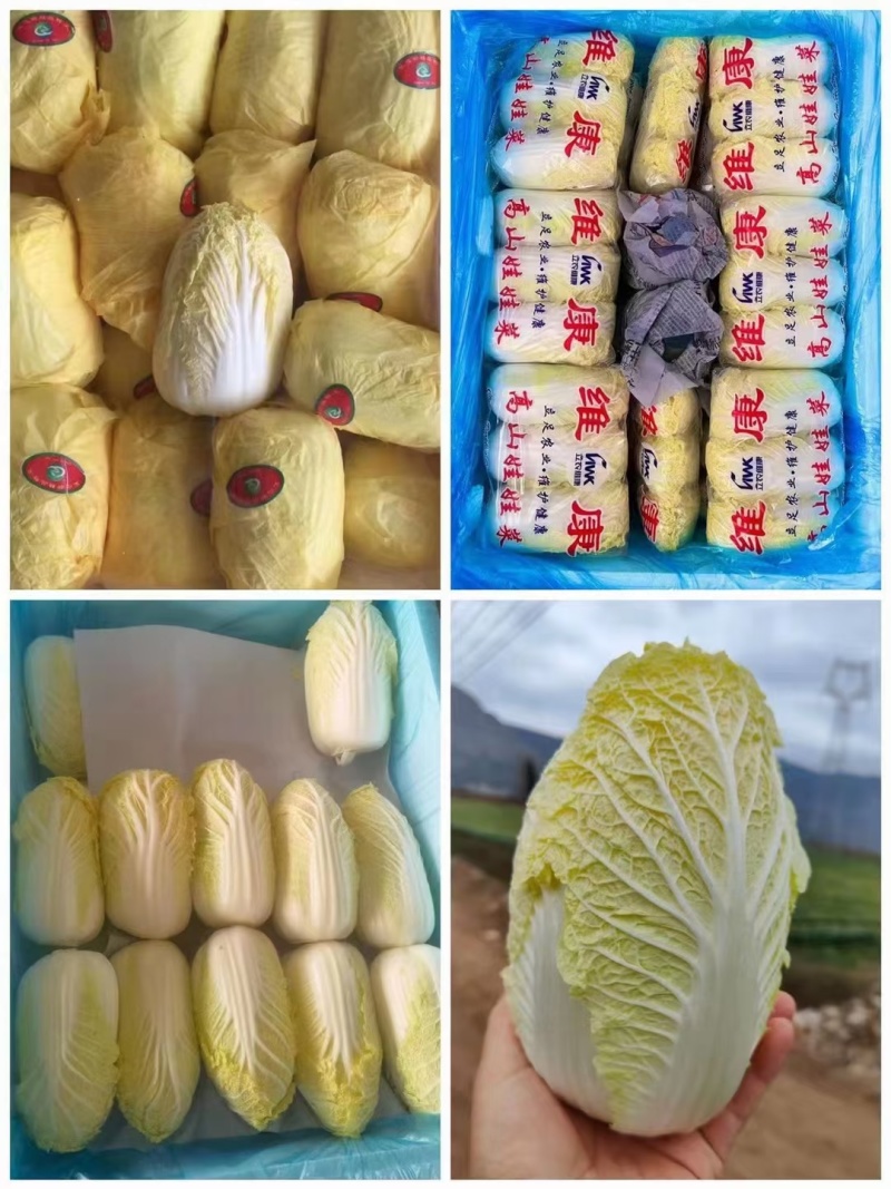 【精品】娃娃菜云南娃娃菜，质量保证货量充足