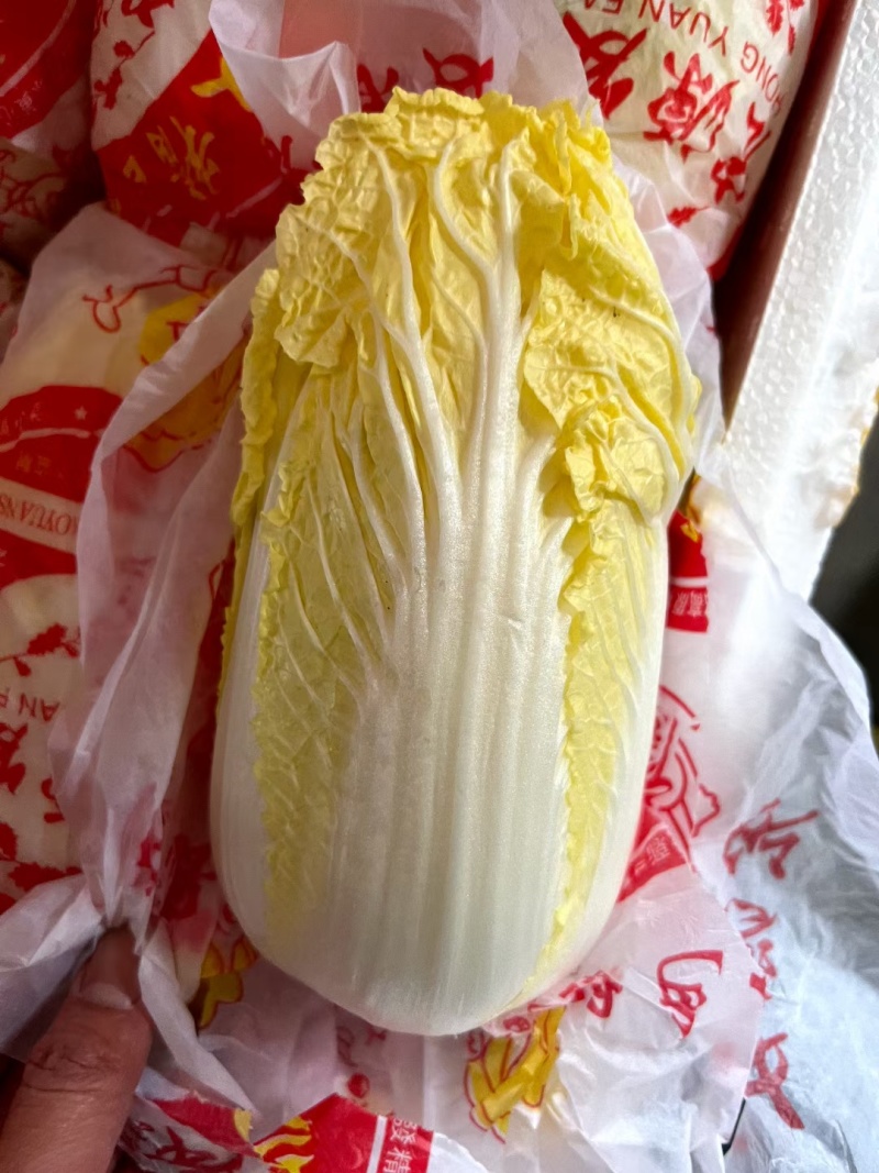 【精品】娃娃菜云南娃娃菜，质量保证货量充足