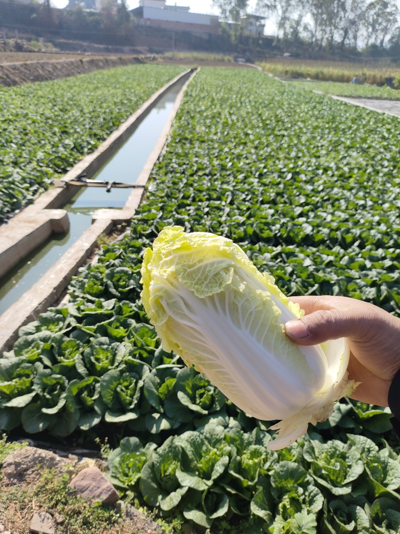 【精品】娃娃菜云南娃娃菜，质量保证货量充足