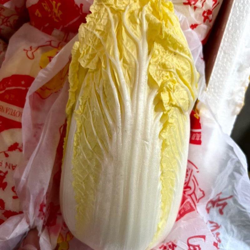 【精品】娃娃菜云南娃娃菜，质量保证货量充足