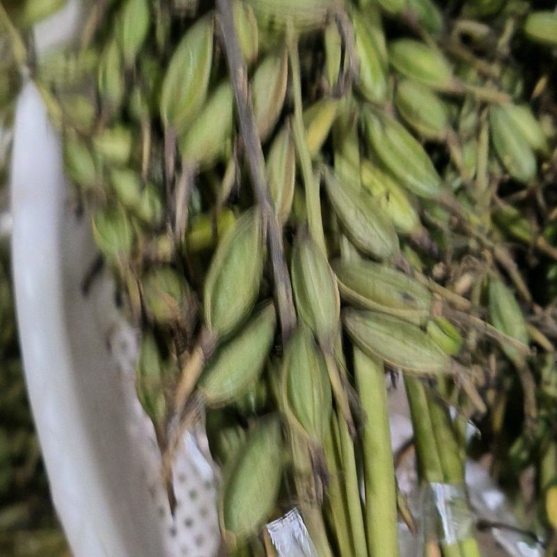 宽叶大品种高产毛慈姑果夹种子