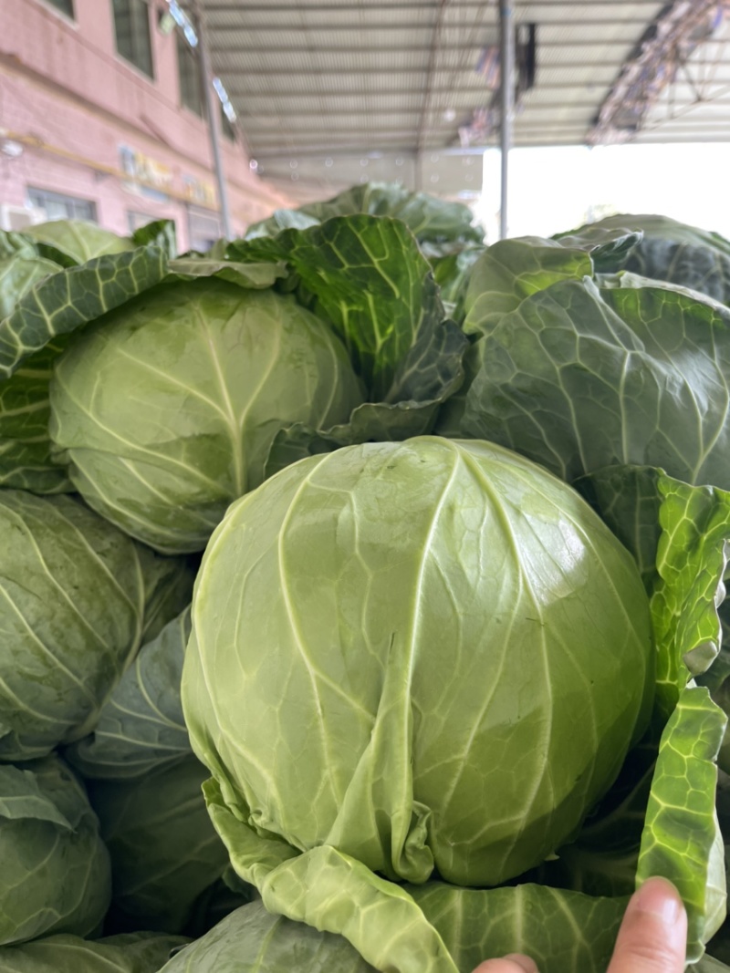 甘蓝，精品甘蓝开始大量上市，产地直发，货源充足量大从优