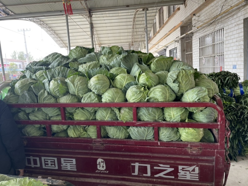 甘蓝，精品甘蓝开始大量上市，产地直发，货源充足量大从优