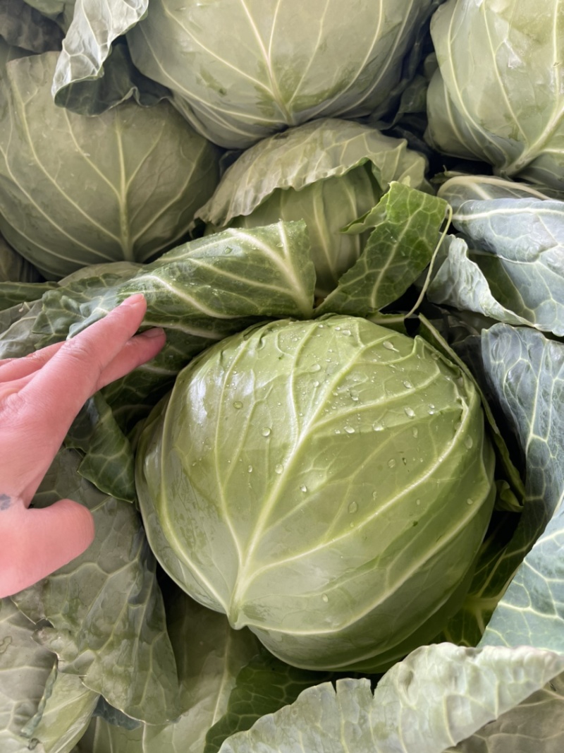 甘蓝，精品甘蓝开始大量上市，产地直发，货源充足量大从优
