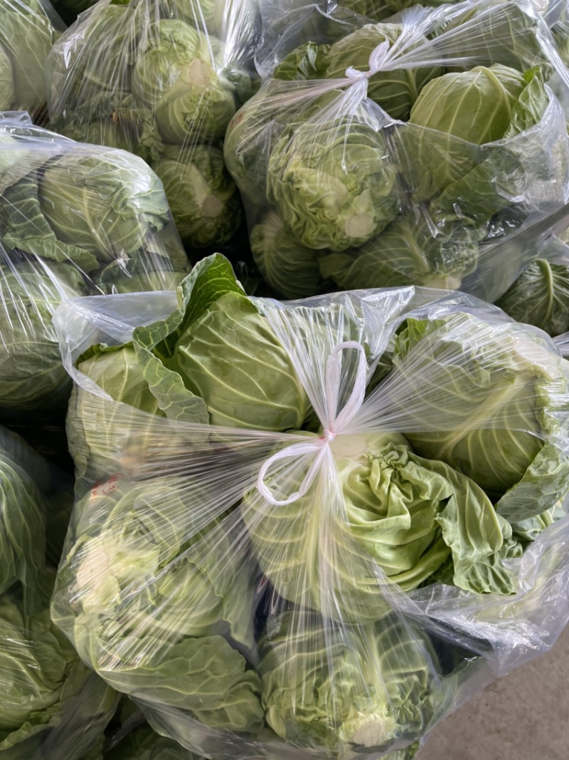 甘蓝，精品甘蓝开始大量上市，产地直发，货源充足量大从优