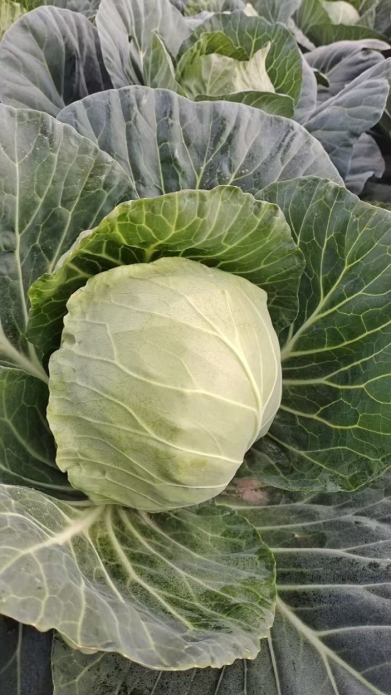 甘蓝，精品甘蓝开始大量上市，产地直发，货源充足量大从优