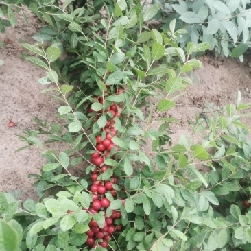 新鲜钙果，健康美味，来自农场直供