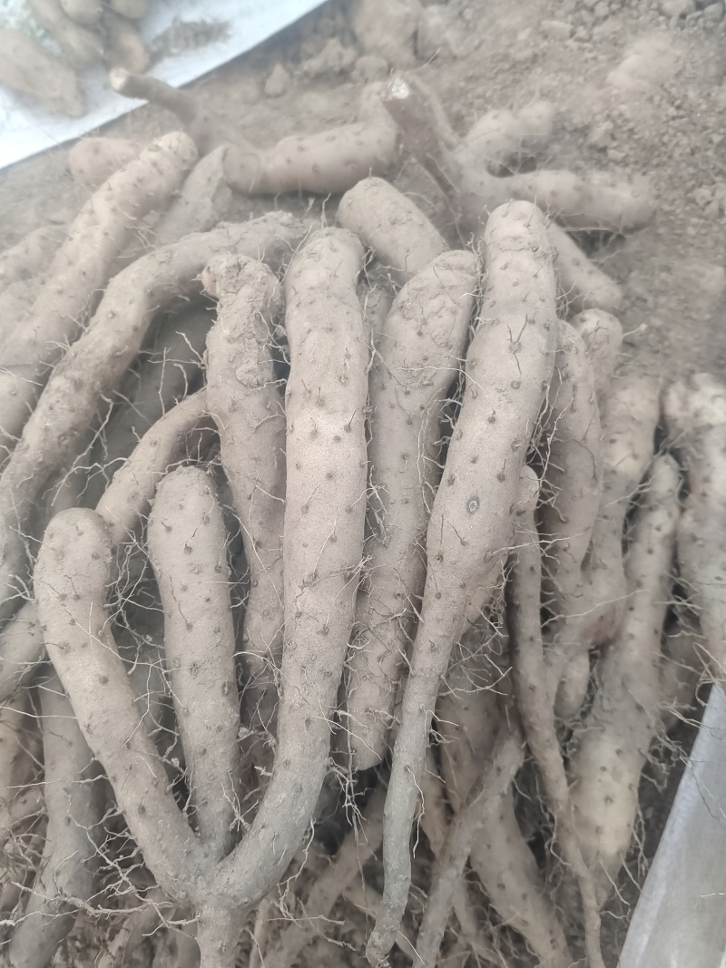 基地直供新茬无菌白玉山药苗