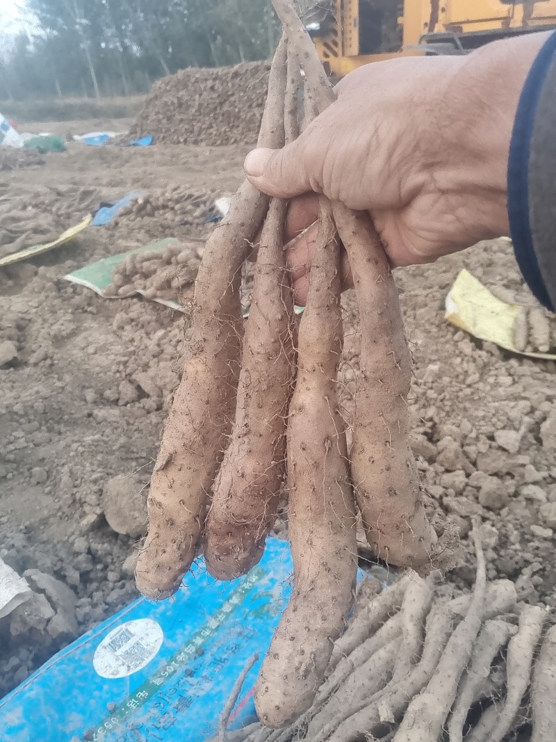 基地直供新茬无菌白玉山药苗